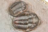 Cluster Of Five Unidentified Proetid Trilobites - Jorf, Morocco #362871-1
